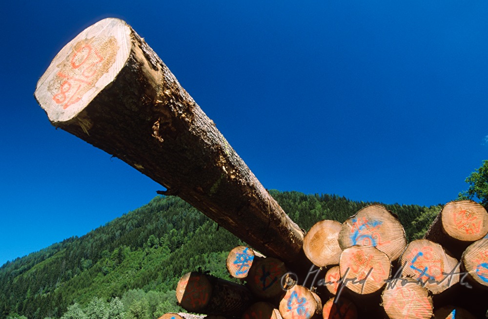 Holzstapel mit Baumstämmen