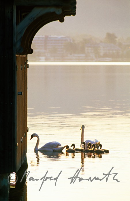 Familie von Schwänen