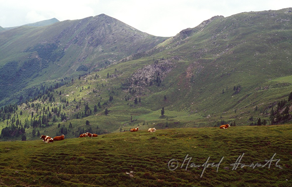 Kühe auf der Alm