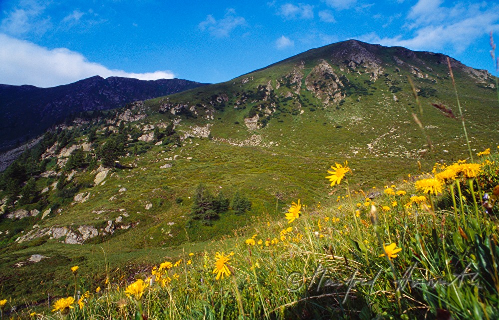 Weide und Berge