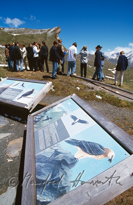 Touristengruppe, Vogel-Beschreibung