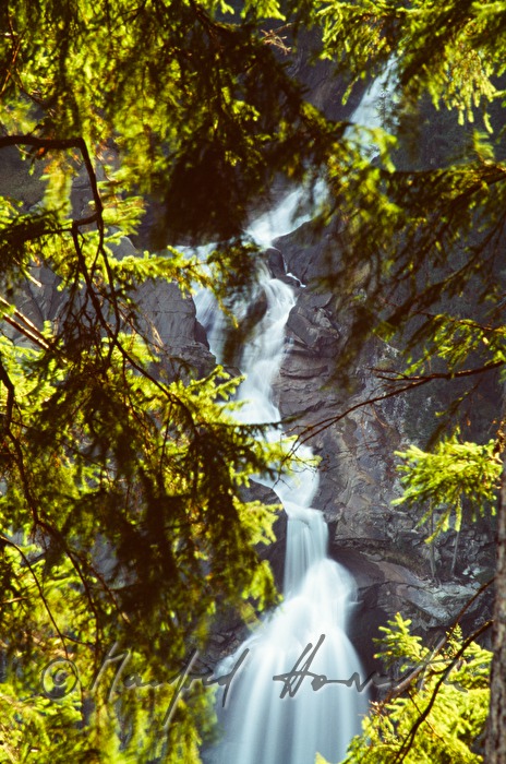 Krimmler Wasserfälle und Baum