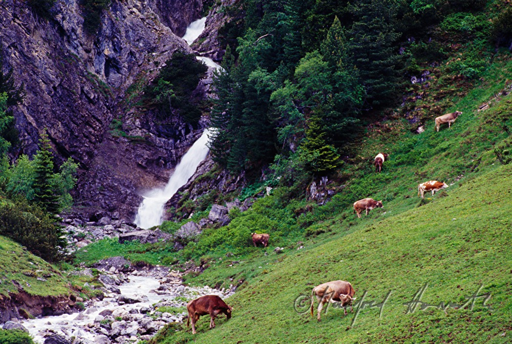 Kühe bei einem Wasserfall bei Zürs