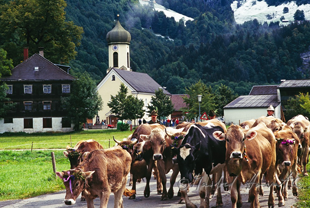 Almabtrieb zieht durch das Dorf