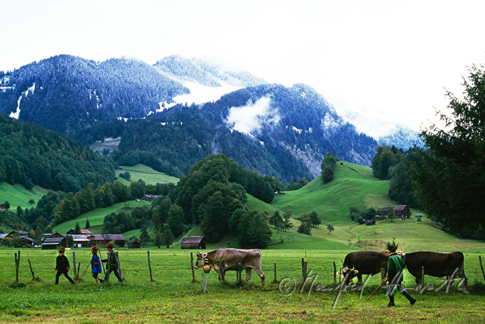 Almabtrieb, Kuhherde kommt aus Wald
