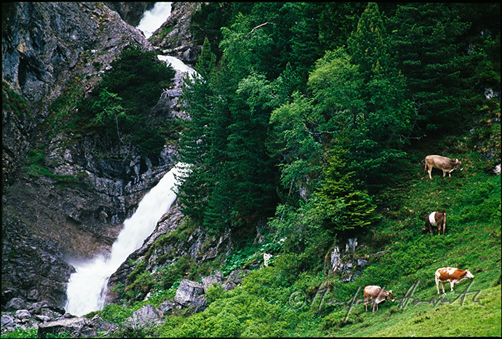 Kühe bei einem Wasserfall bei Zürs
