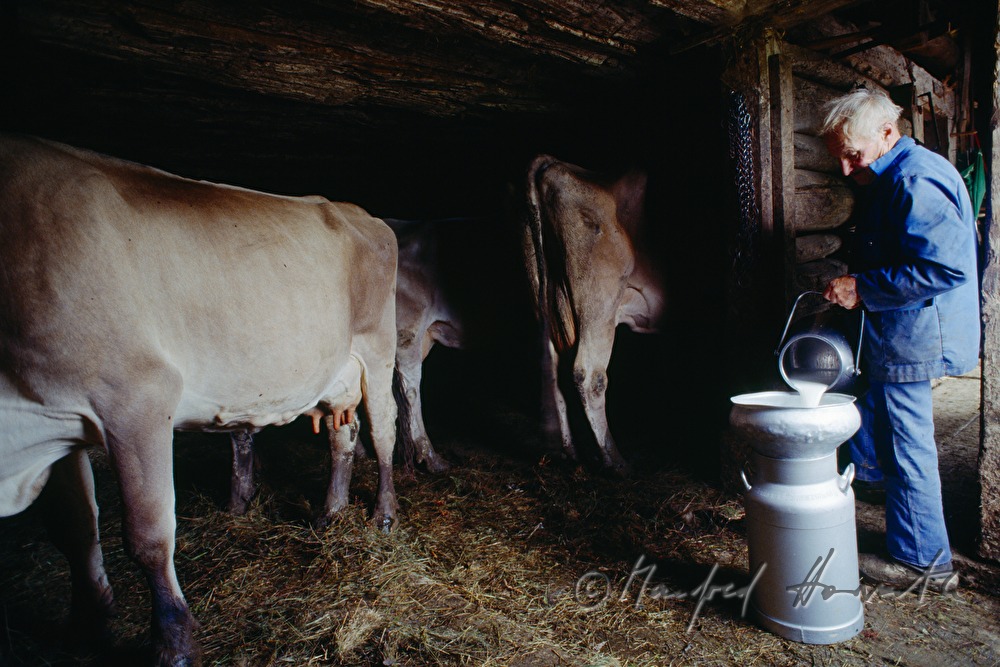 Senner schüttet Milch nach dem Melken