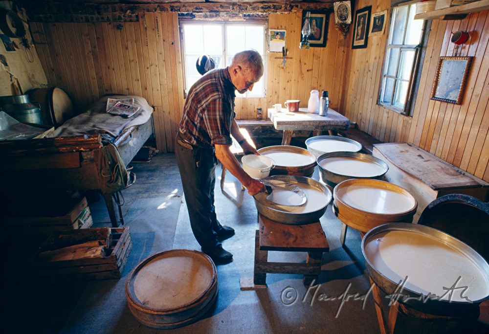 Senner lagert frische Käselaibe