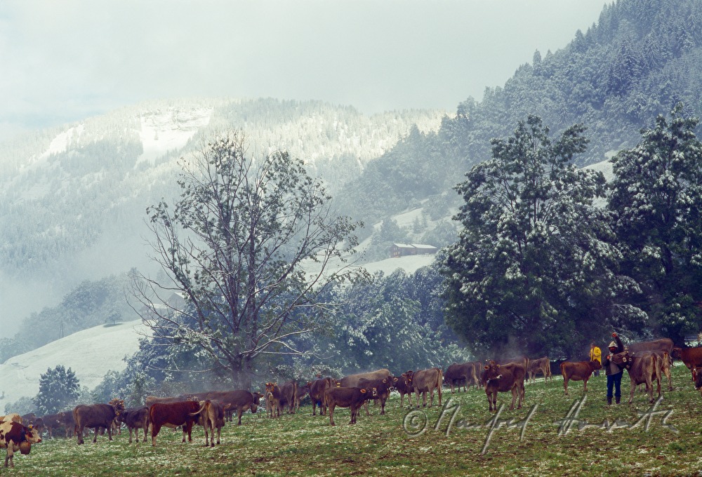 Kuhherde auf der Alm am Hochtannberg