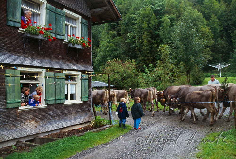 Almabtrieb zieht an Bauernhaus vorbei