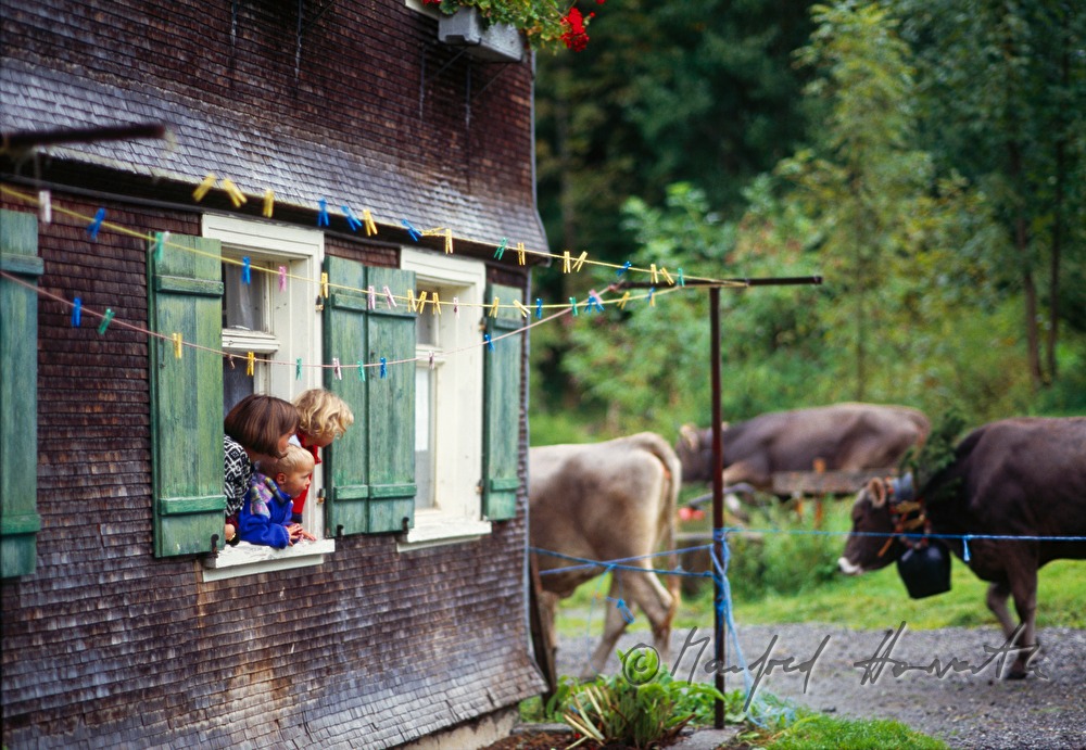 Almabtrieb zieht an Bauernhaus vorbei