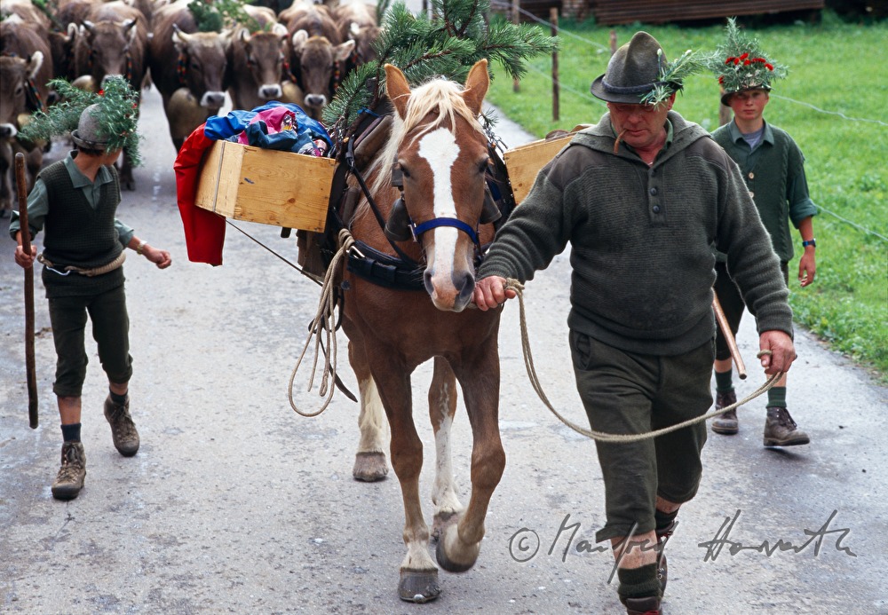 Hirte mit Pferd beim Almabtrieb