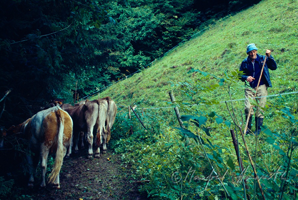 Kühe und Hirte auf der Alm