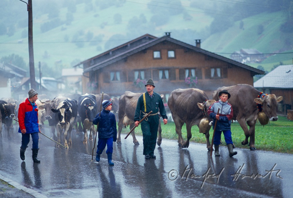 Almabtrieb zieht durch das Dorf