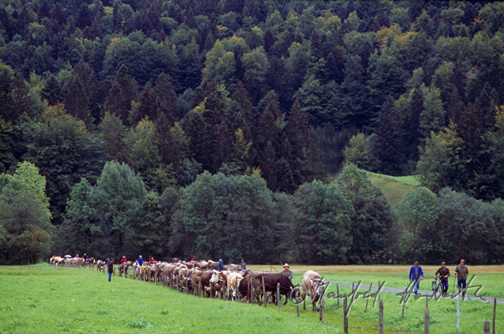 Almabtrieb, Kuhherde kommt aus Wald