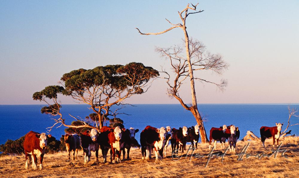 Kühe auf der Weide am Meer