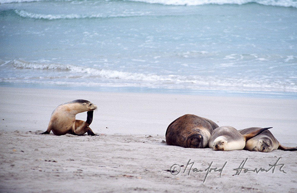 Seehunde im Seal Bay Conservation Park