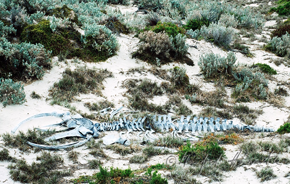 Seal Bay Conservation Park, Buckelwal-Skelett