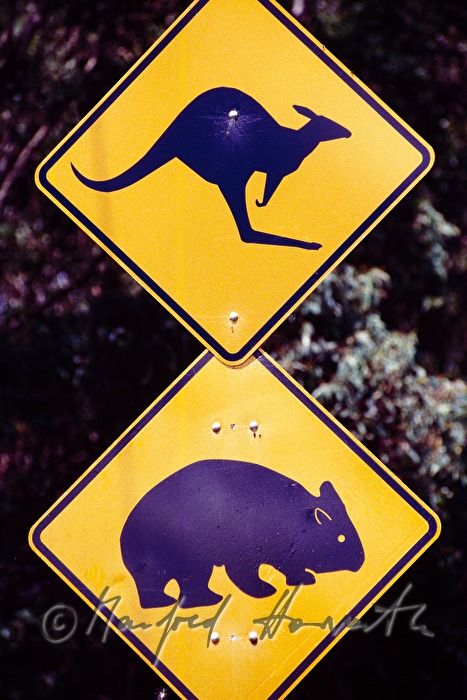 Strassenschild: Warnung vor Känguruhs und Wombats