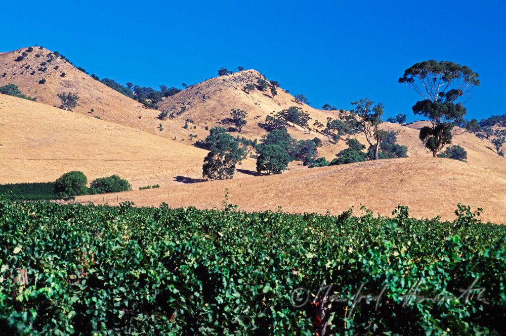 Weinbau am Rande der Steppe