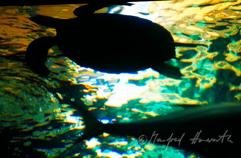 Meeresschildkröte im Aquarium