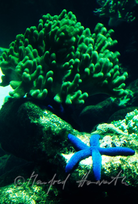 Blauer Seestern und Korallenriff