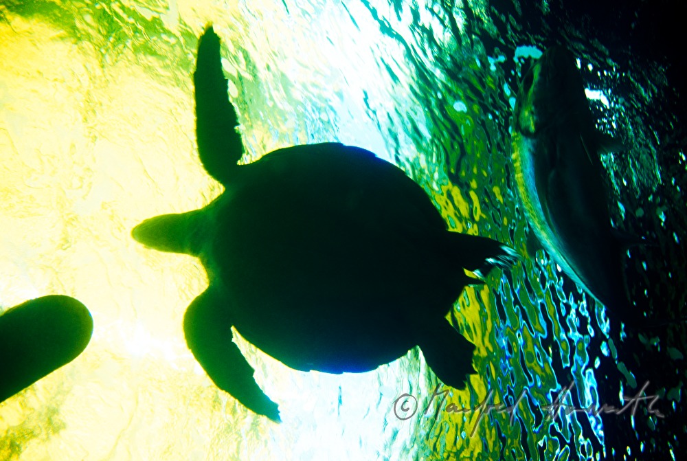 Meeresschildkröte im Aquarium