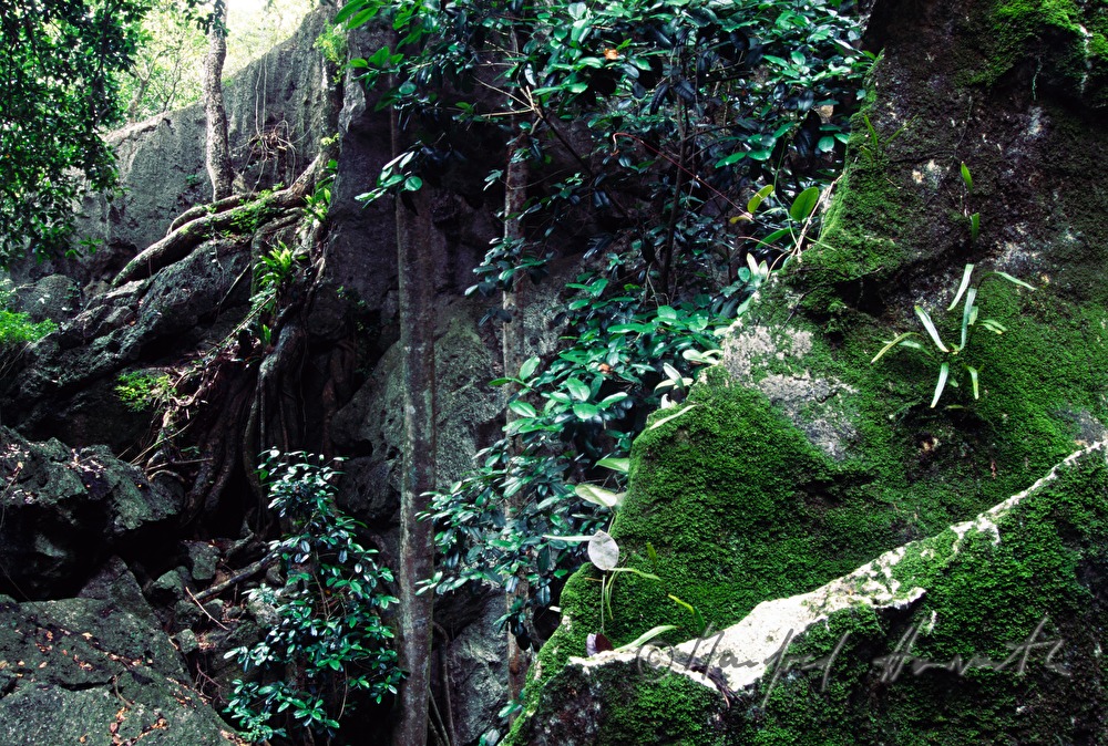 subtropische Vegetation am Eingang zu der Olson Cave