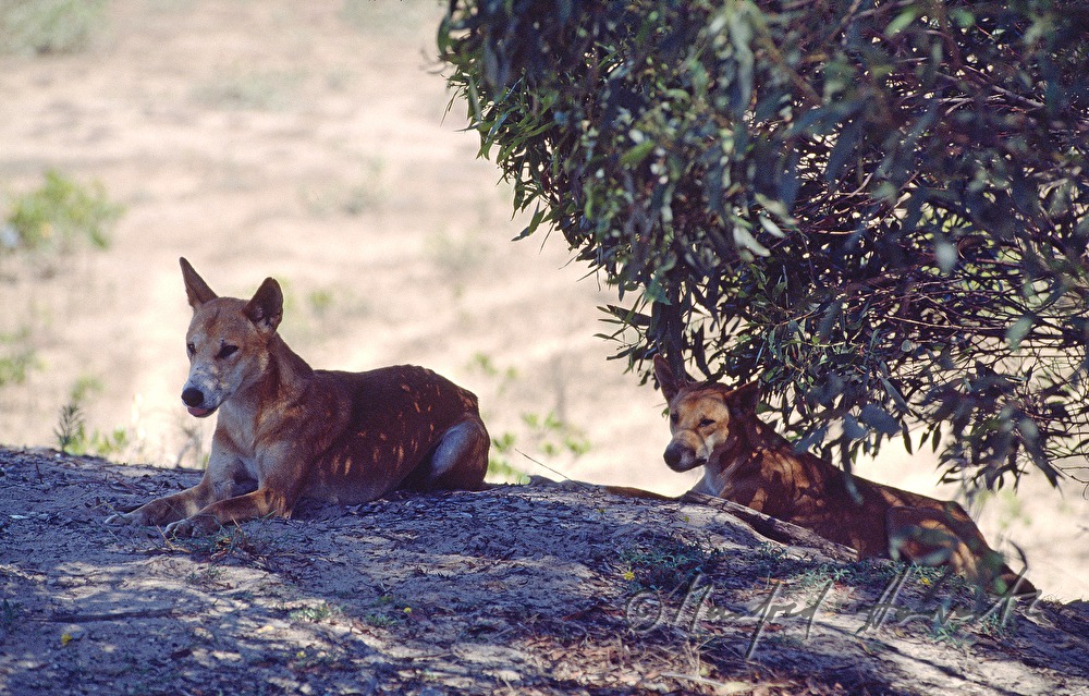 Zwei Dingos liegen im Schatten eines Eukalyptusbaumes