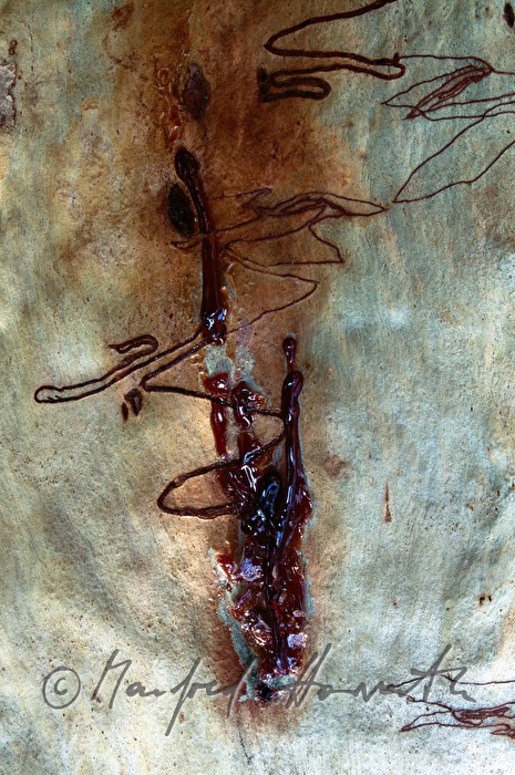 Stamm eines Eukalyptusbaumes mit Freßgängen des Eukalyptusbohrers
