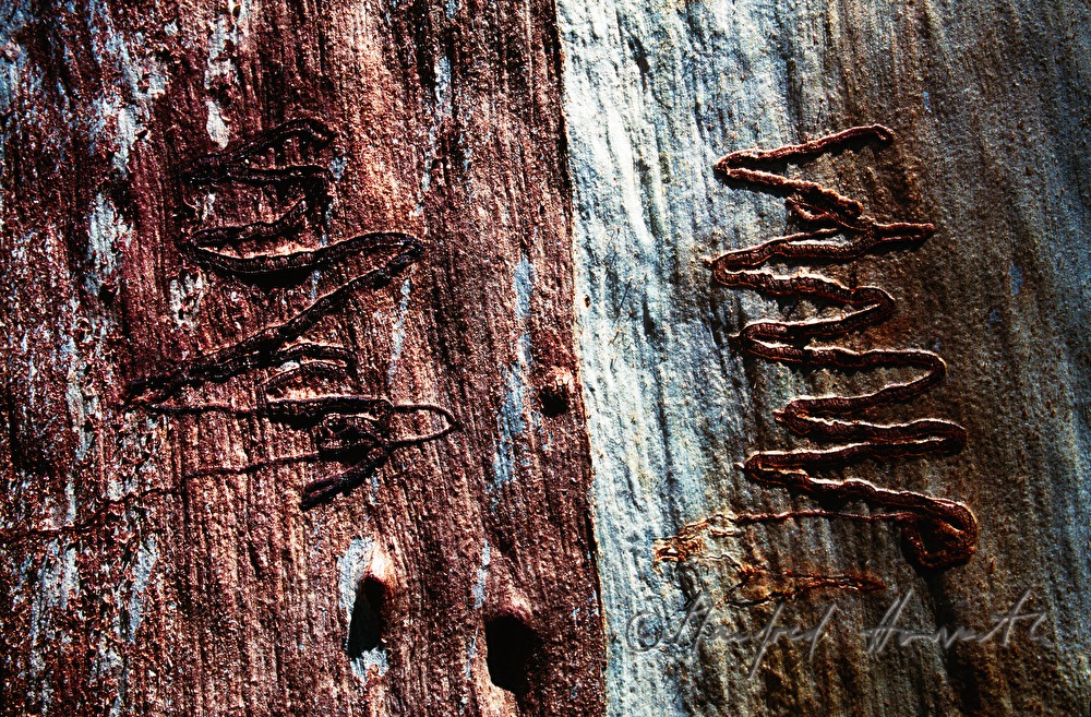 Stamm eines Eukalyptusbaumes mit Freßgängen des Eukalyptusbohrers