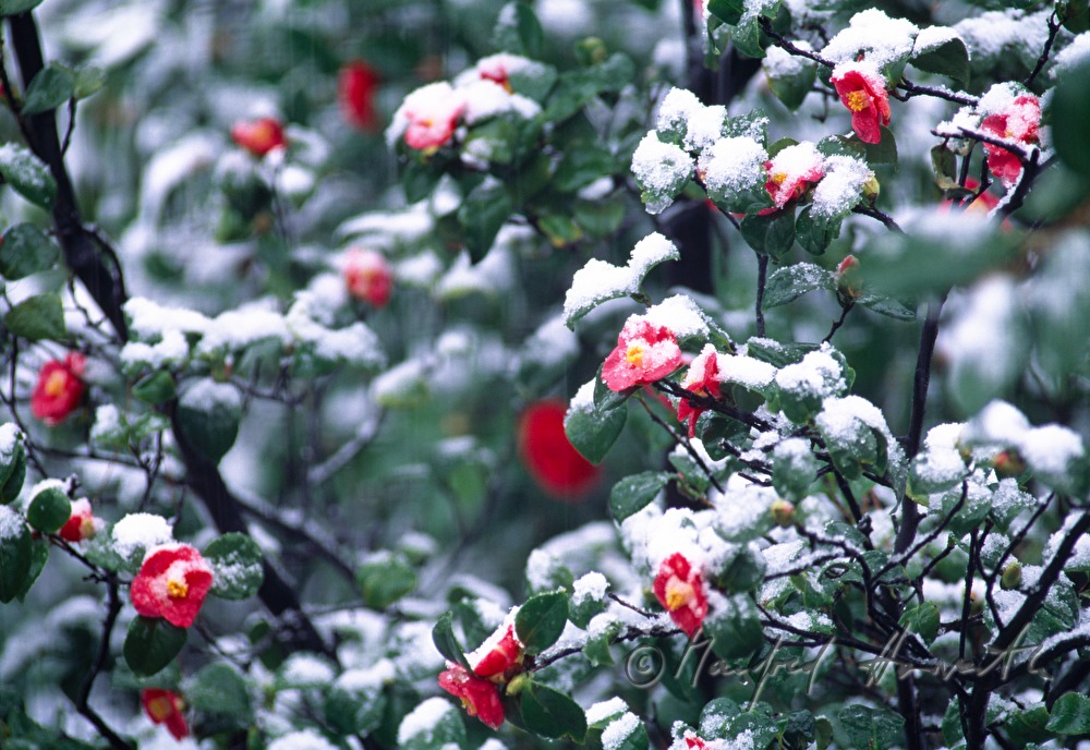 schneebedeckter Kamelienbaum im Angiolina Park