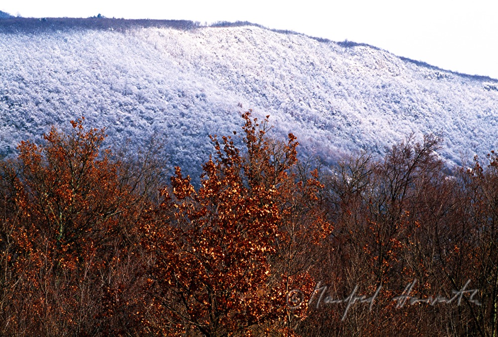 schneebedeckter Wald bei Lovran