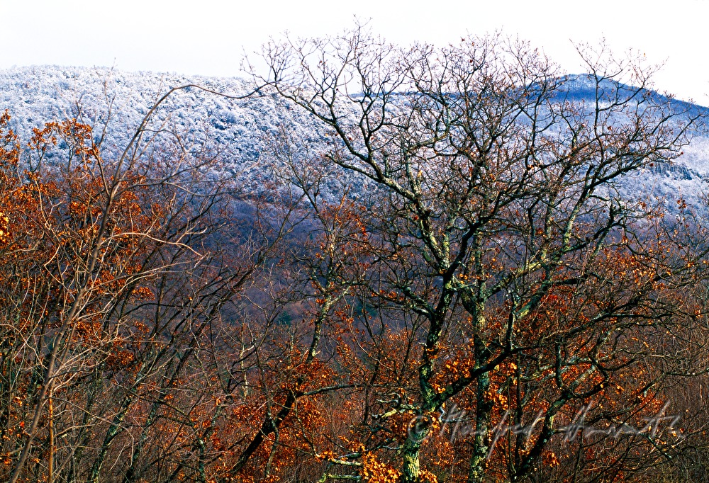 schneebedeckter Wald bei Lovran
