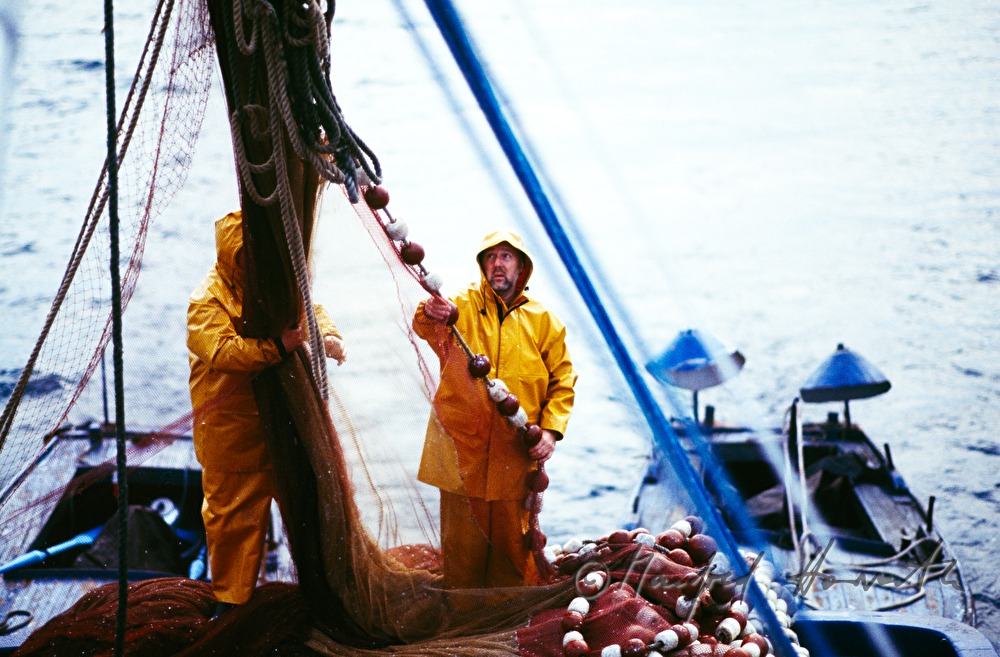 Sardinenfang auf dem Fischkutter