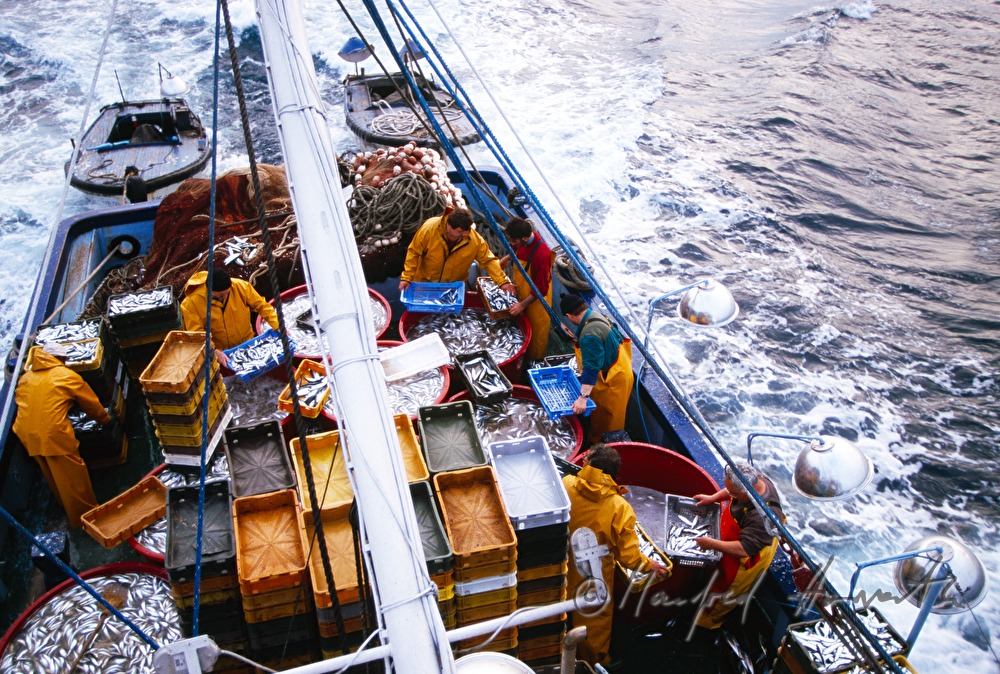 Sardinenfang auf dem Fischkutter