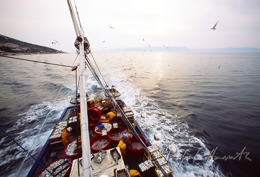 Sardinenfang mit dem Fischkutter