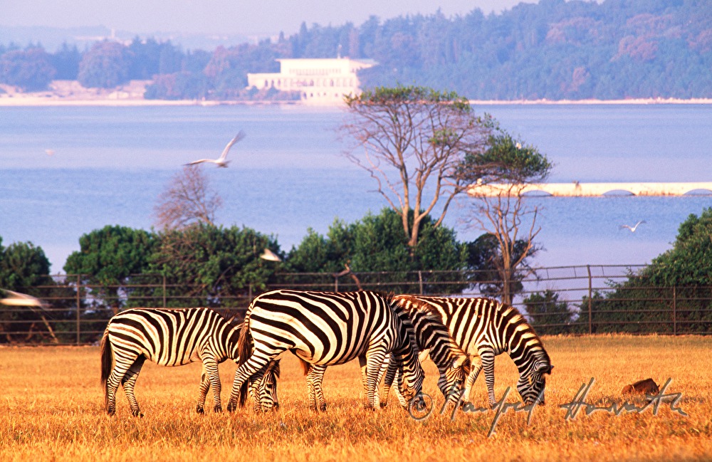 Zebras im Safaripark