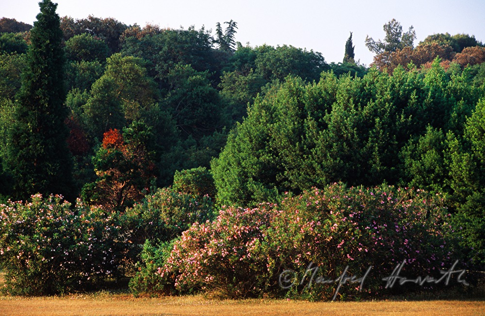 blühende Oleander an einer Wald-Lichtung