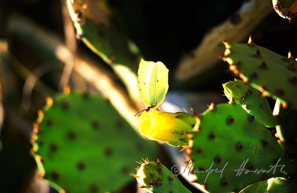 Kaktusblüte (Feigenkaktus) mit Schmetterling