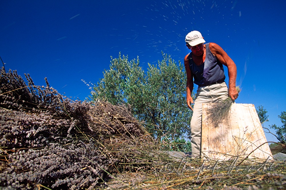 Bauer beim Dreschen von Lavendel