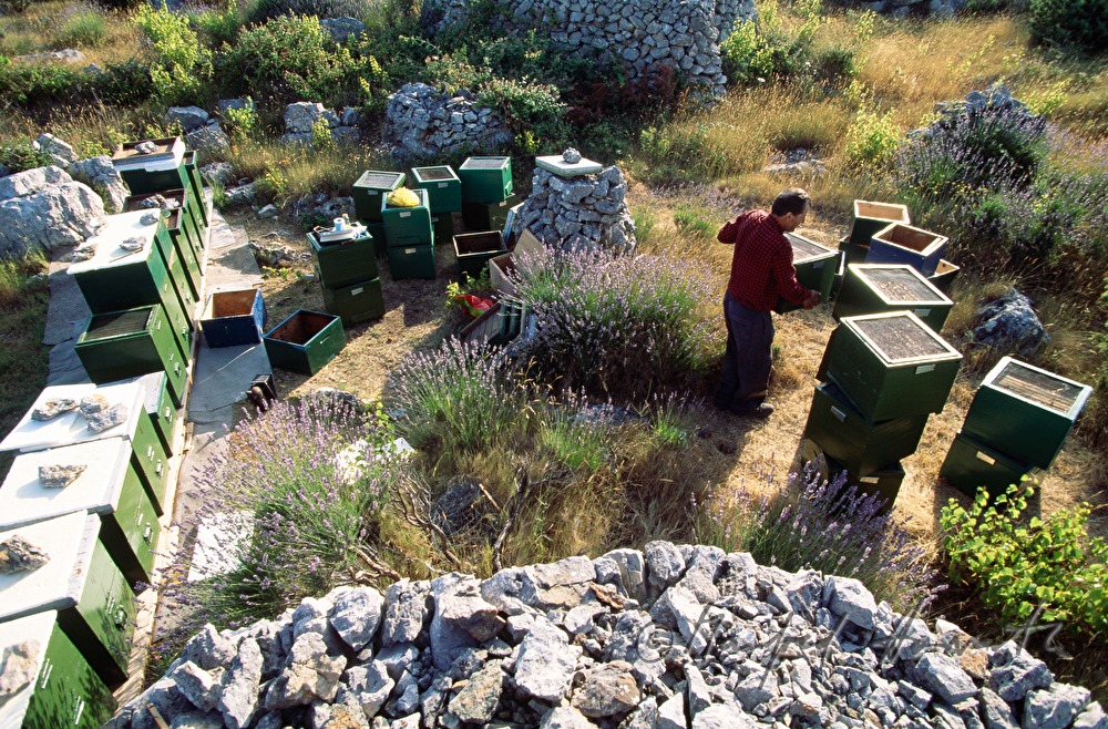 Imker mit Bienen