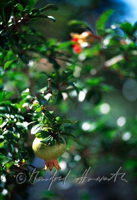 Granatapfel-Baum mit Früchten