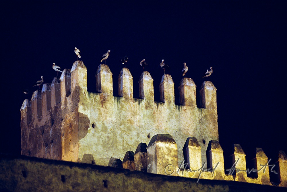 Störche auf der Stadtmauer
