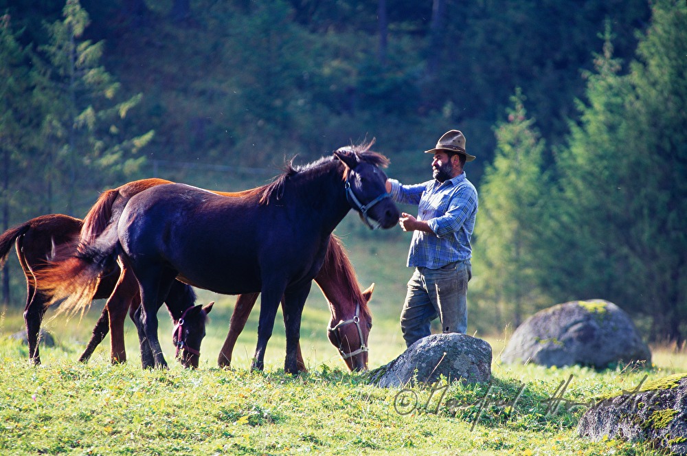 Pferdezüchter zäumt ein Pferd auf