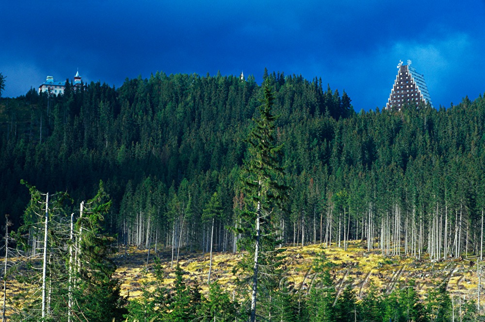 Hotel Panorama und Nadelwald-Lichtung