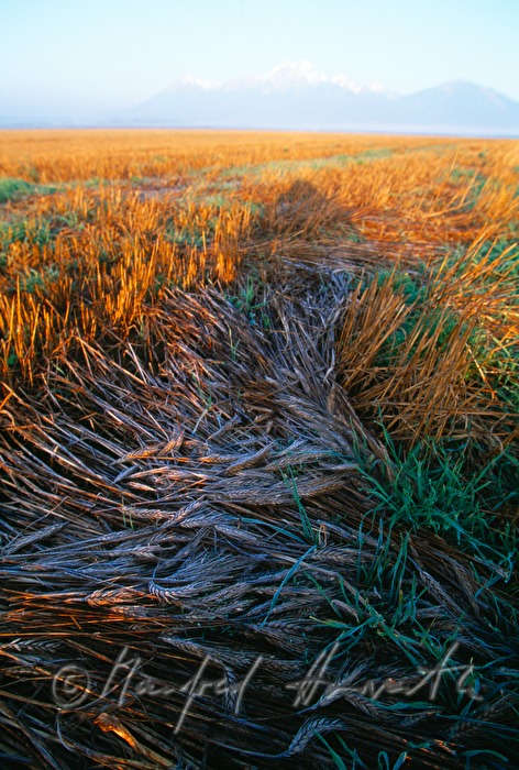 Feld bei Dolny Kubin