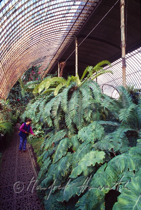 Gärtnerin in der Orangerie