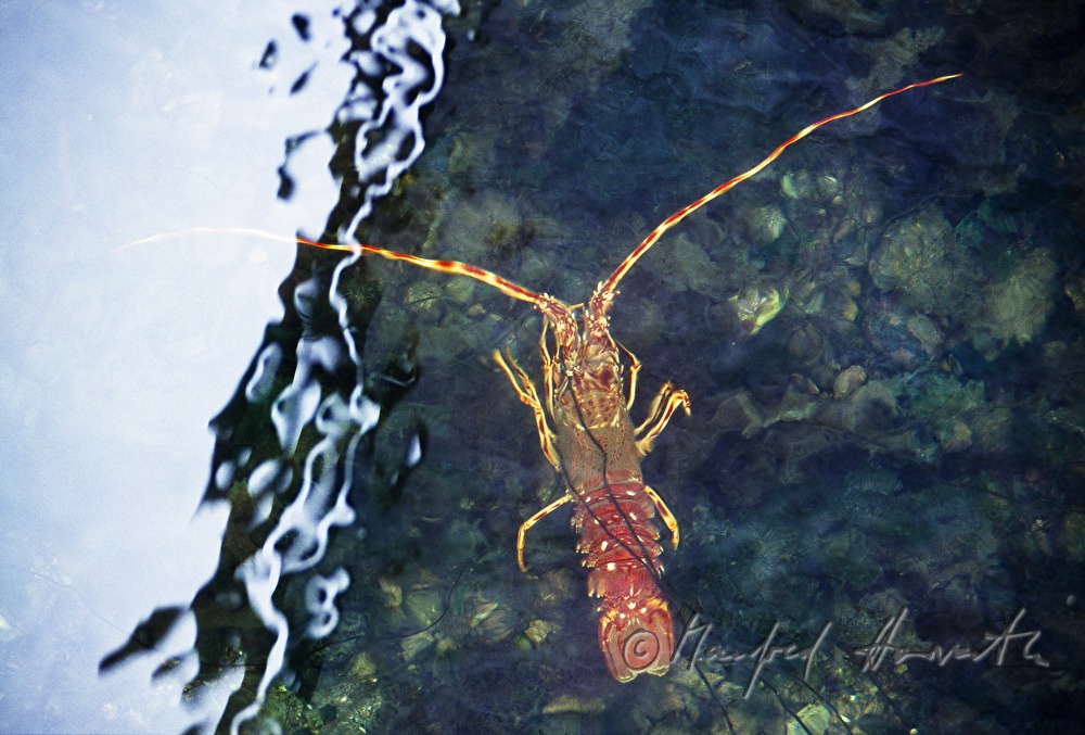 Hummer in der Aquakultur