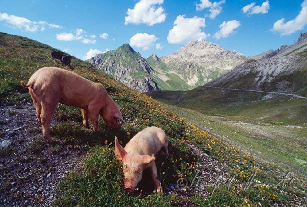 Hausschweine auf der Strelaalp